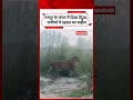 रामपुर के जंगल में दिखा तेंदुआ, VIDEO से ग्रामीणों में दहशत | Swadesh News |