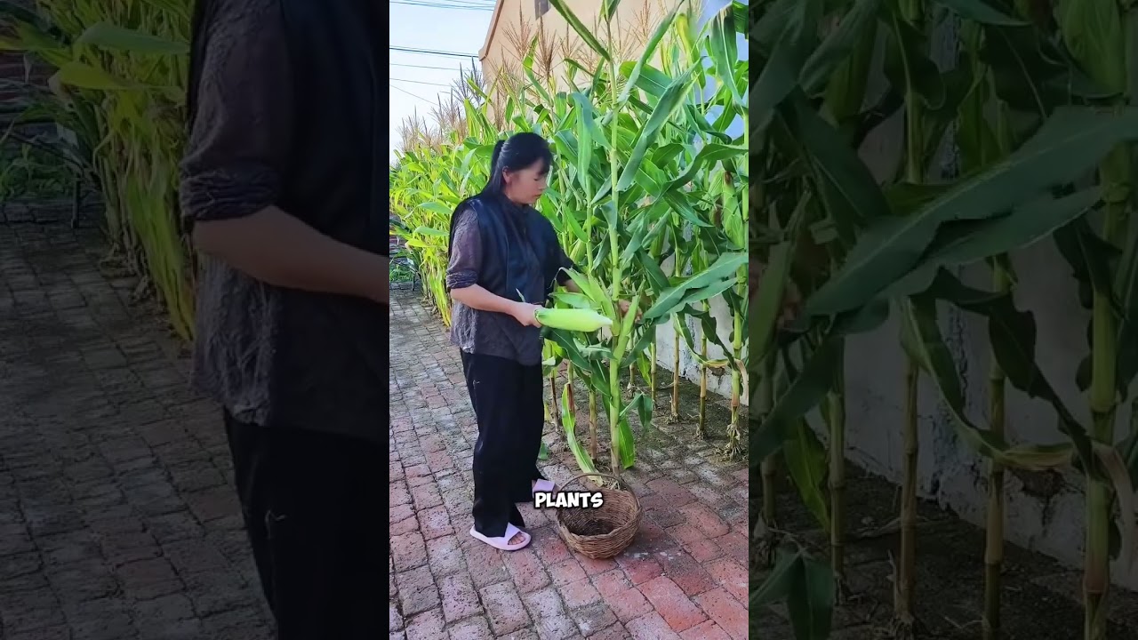 Вы будете в шоке от двора этой женщины😳 