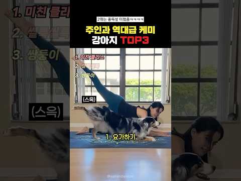 주인과 역대급케미 강아지Top3#랭킹쇼츠 thumbnail