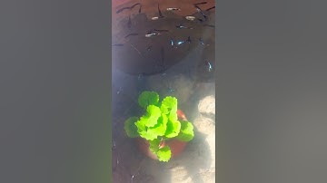 Trồng cây rau má thủy sinh vào trong bể cá