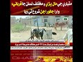 Sacrificial animals of various breeds began arriving at the Matiari cattle ranch