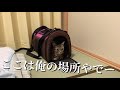 キャリーバッグを今日の寝床に決めた猫