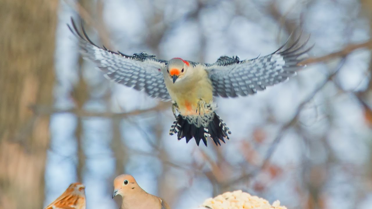[Red-bellied Woodpecker ]