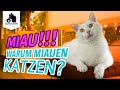 🔥 Warum miauen Katzen? Meine Katze miaut ständig - Bedeutung | Miauen Katzen nur für Menschen?