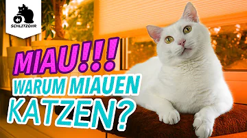 Warum miaut meine Katze Wenn ich gehe?