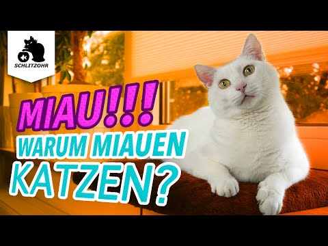 Video: Warum Miauen Katzen?