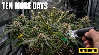 Stop Cutting Your Lower Buds With the Tops (Run This Ten-Day Test Instead)