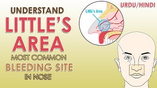 Understand Little's Area (Most common Bleeding site in Nose) | Urdu/Hindi