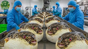 🐡Không Thể Tin Nổi! Cá Nóc Kịch Độc Được Chế Biến Thành Sashimi Như Thế Nào Mà Không Gây Chết Người?