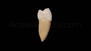 3D Model of mandibular left second premolar