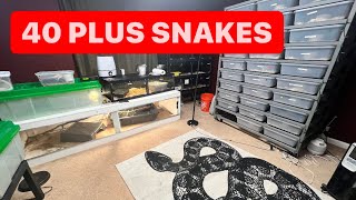 My Life with 40 PLUS Snakes ... Boa Constrictors , Anacondas ,  Ball Pythons, Burmese Python Net Worth
