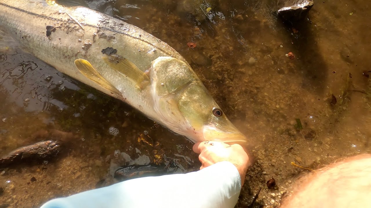 *How to* catch big spillway snook.. step by step