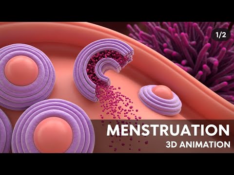 Menstrual  Cycle Basics | 3D Animation (1/2). 