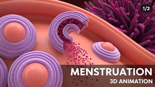 Menstrual  Cycle Basics | 3D Animation (1/2). 