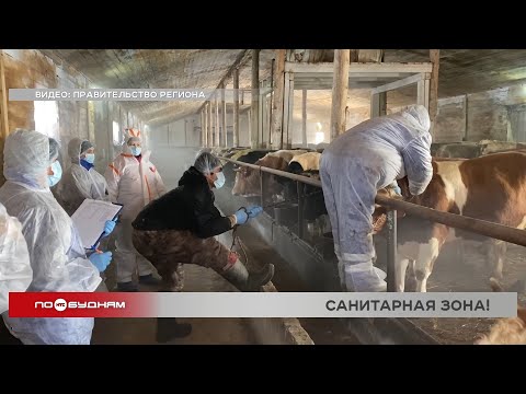 Ещё в одном районе Иркутской области ввели режим ЧС из-за опасного заболевания сельхозживотных