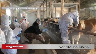 Ещё в одном районе Иркутской области ввели режим ЧС из-за опасного заболевания сельхозживотных