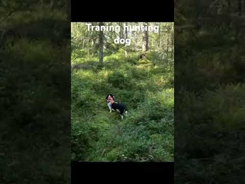 Small swiss Hound,trening puppy #dog #gopro #hunting #dog #dogtraining #huntingdog