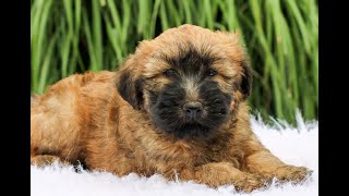 Wheaten Terrier Puppies for Sale