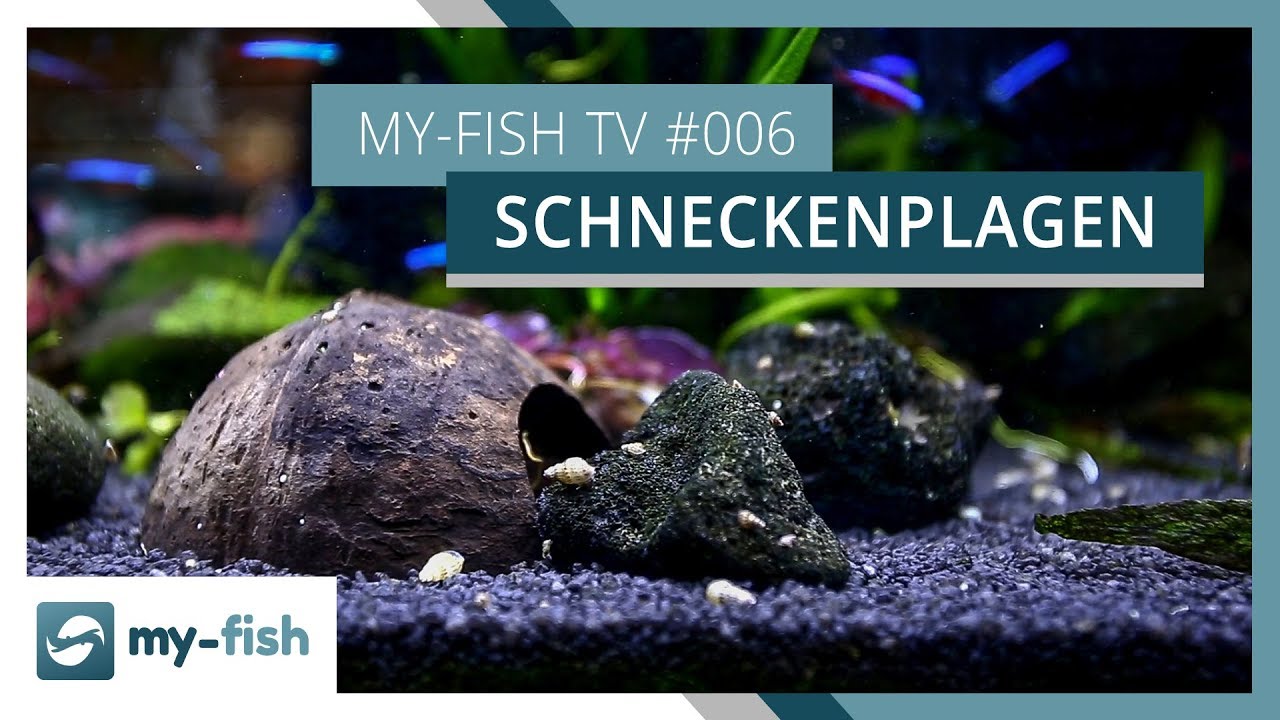 Was Tun Gegen Schnecken Im Aquarium Schneckenplage - was tun? | Wenn die Schnecken dein Aquarium übernehmen