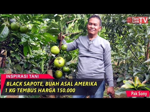Video: Kapan memetik buah sawo hitam?