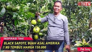 Petani Ini Sukses Budidaya Buah Asal Amerika (Black Sapote), Tiap Bulan Bisa Panen!