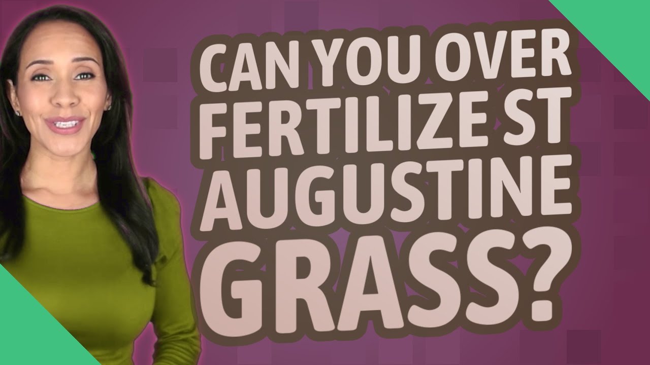 Can You Fertilize St Augustine Grass