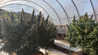 Harvest time! Northern California 2026 