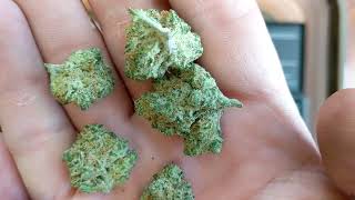 Gooberry Trulieve Eustis 28%