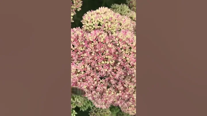 Pollinators on sedum