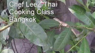Insectivore Lizard -  A Chef LeeZ Cooking Class Bangkok Neighbor