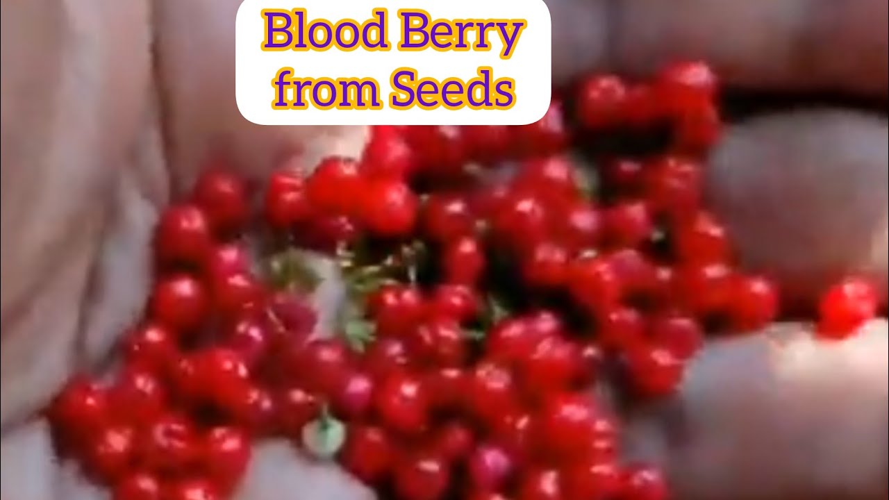 How to grow Blood berry from seeds, grow berry 