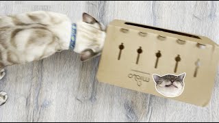 Bengal Cat Fights Ferocious Cardboard Box Toy Reyna The Rocket Reviews