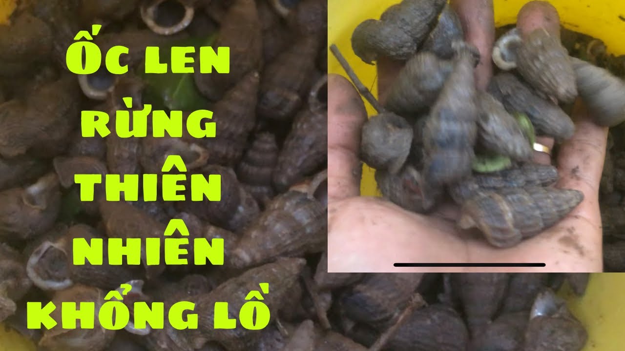 Vào khu rừng lâu năm bắt toàn những con ốc len thiên khổng lồ - YouTube
