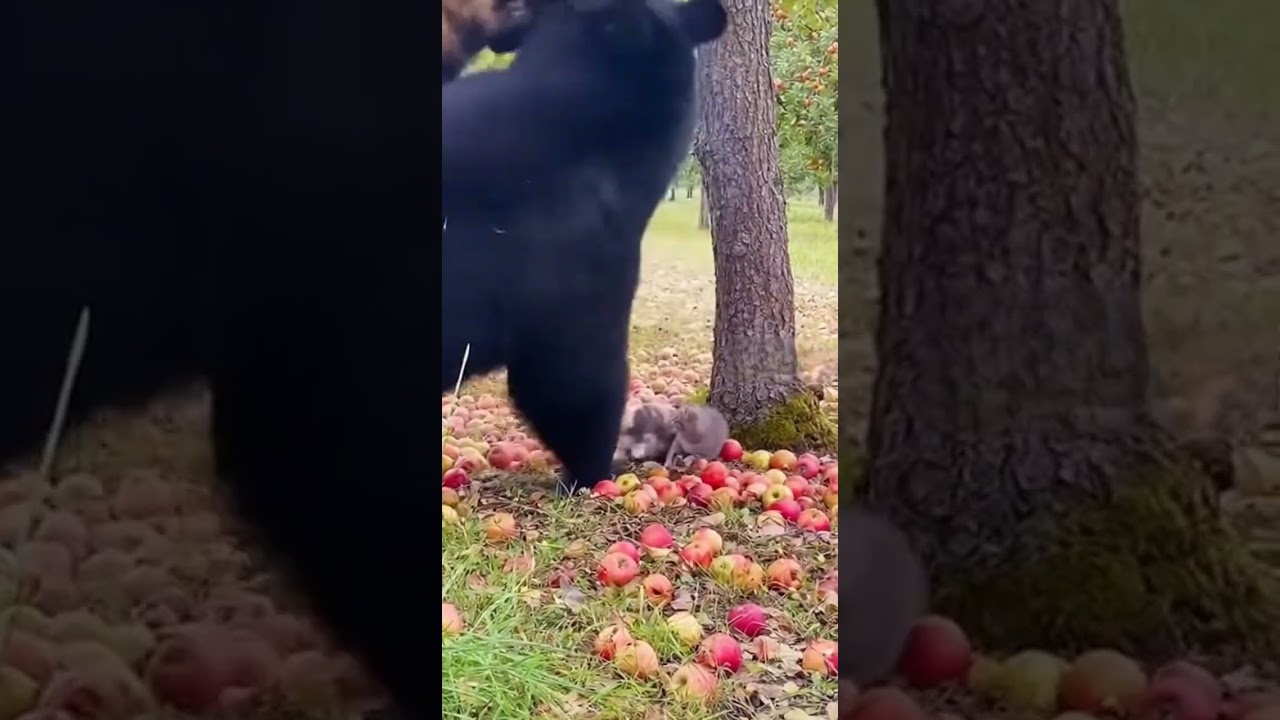 🐻🐱 Brave Mom Cat Scares Off Giant Bear 