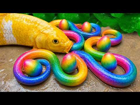 Catch beautiful aquarium fish in small pond, baby turtles, eels, crabs, frogs, koi, catfish, eels...
