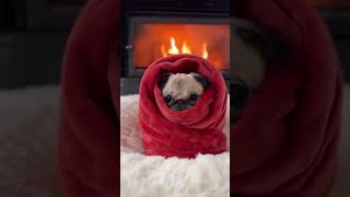 First Day of Winter: Keep Your Fur Baby Warm