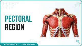 Anatomy of the Pectoral Region 🦴 Via Cadaveric Images | Ultra High-Yield USMLE Step 1 Final Aid screenshot 4