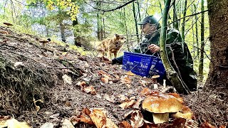 : Again a FULL basket of White Mushrooms! SUPER-MUSHROOM in the rain on the slopes of 15.10.2023