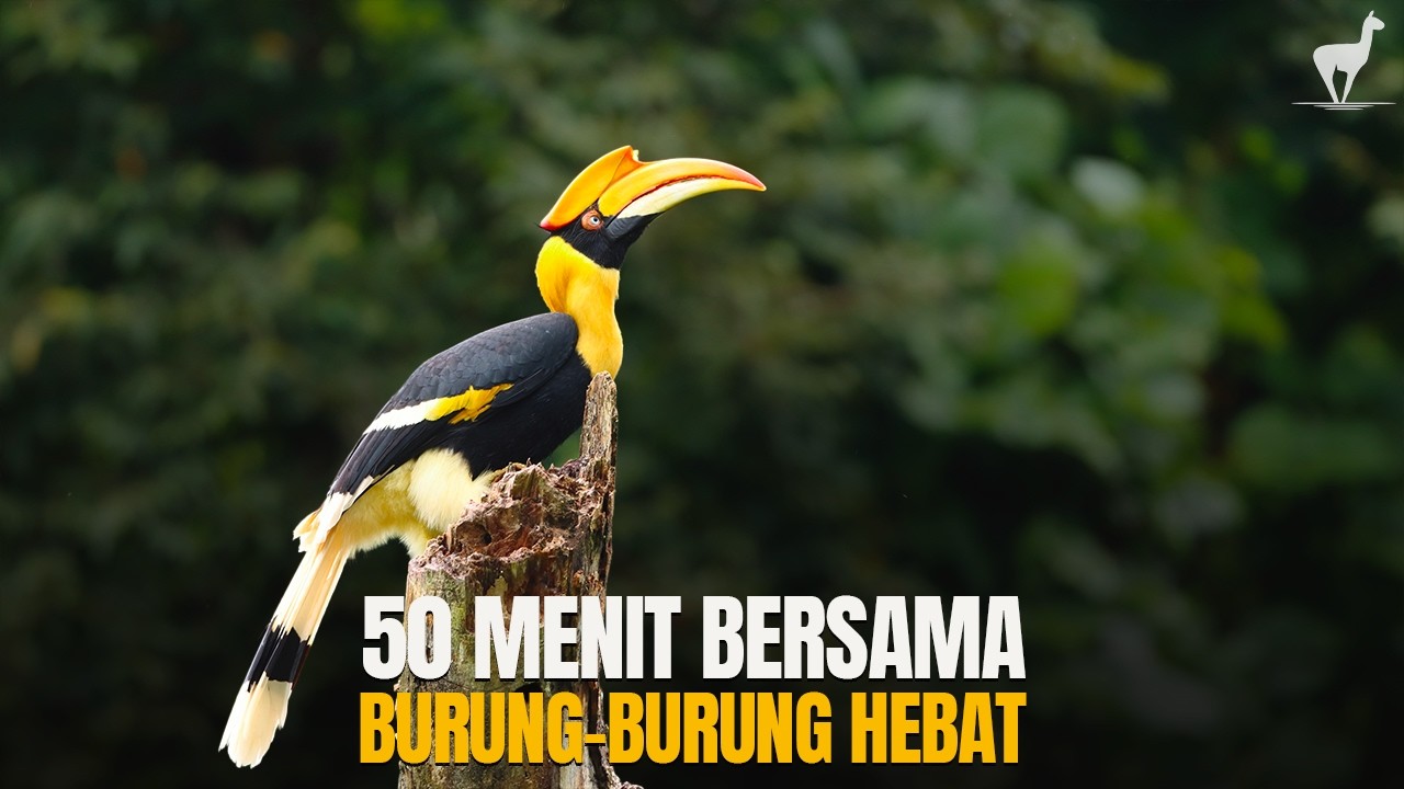 Bersama Burung Rangkong, Namdur, dan Albatross #temantidur #temansahur