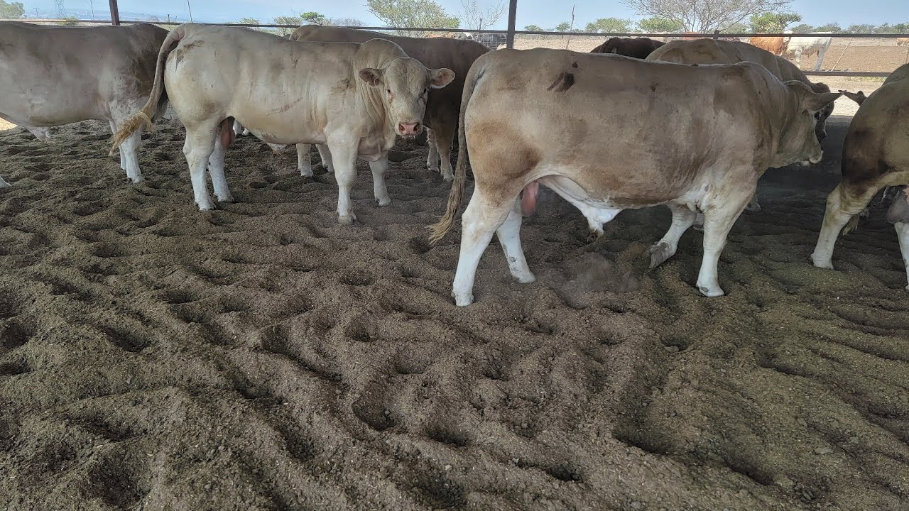 BECERRONES DE 700 KILOS