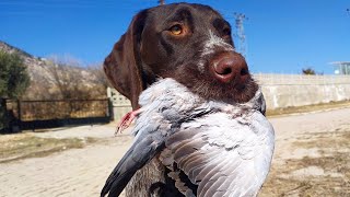 Aport Eği̇ti̇mi̇ Pozitif Yöntem Av Köpeği Eğitimi