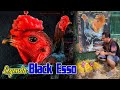 Legenda khoy black esso