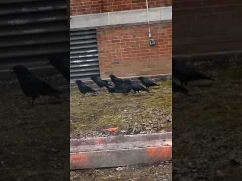 عقاب الغراب