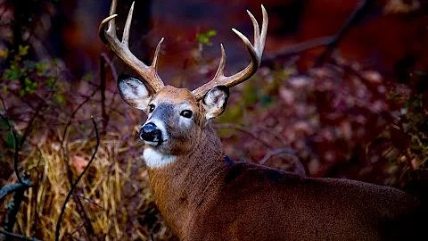 Deer Hunting QOW: How Do I Deer Hunt In Swamps?