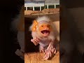 展示中も元気な姿を見せてくれているコモンおばあちゃん♪#コモンマーモセット#おばあちゃん #動物