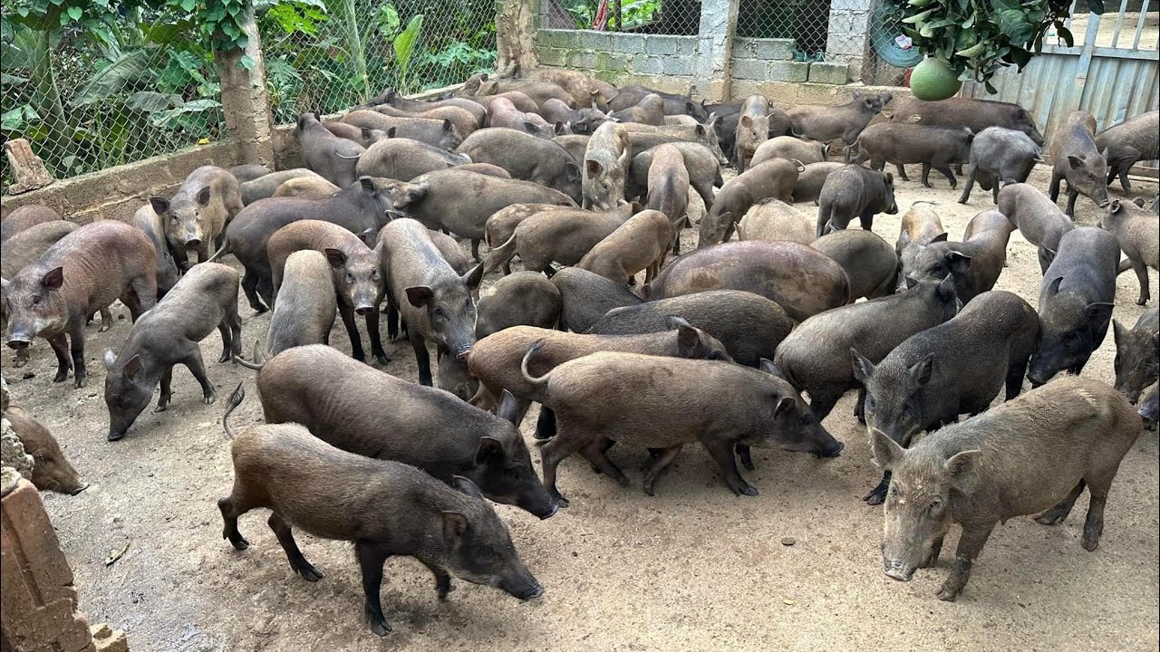 Nhận biết các dòng rừng lai qua ngoại hình