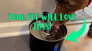 Cat Fountain Stainless Steels with Powder Coating Process,101oz Pet Water Dispenser | Review