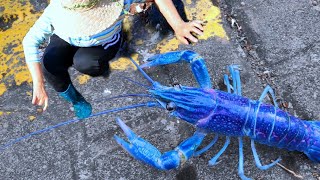 Rich and varied seafood harvest. Catch lobster and crayfish