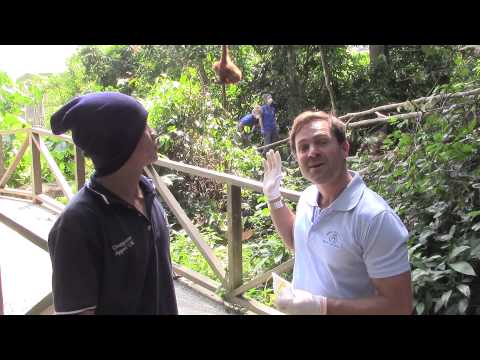 How to help Orangutans in Borneo with Destination Conservation