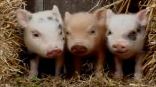 Green Jelly - Three Little Pigs